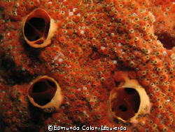 This is a very architectonic piece of sponge. The texture... by Edmundo Colon-Izquierdo 